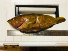 キジハタの釣果