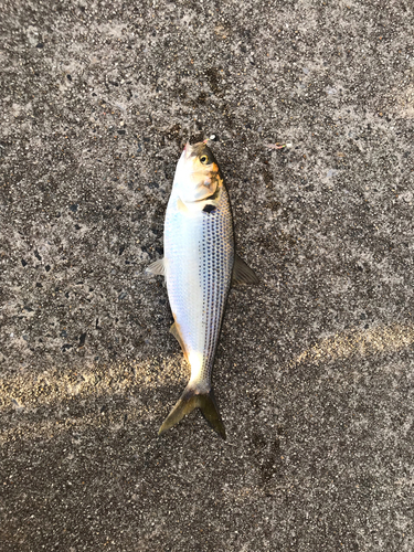 コノシロの釣果