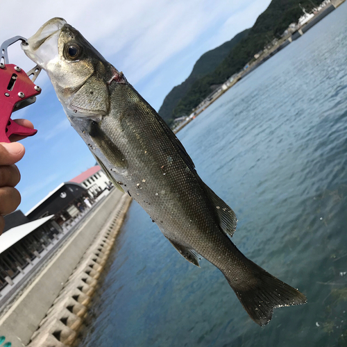 スズキの釣果