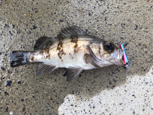 メバルの釣果