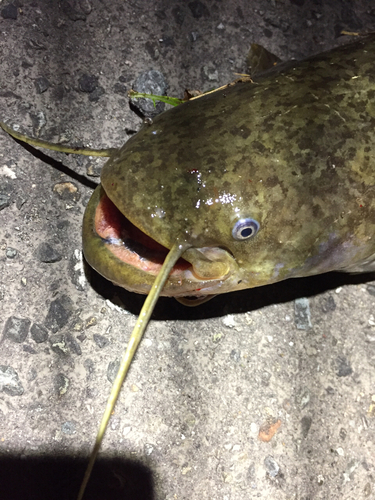 ナマズの釣果