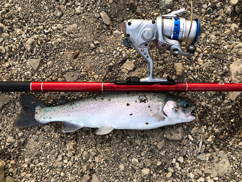 ニジマスの釣果