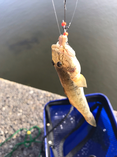 マハゼの釣果