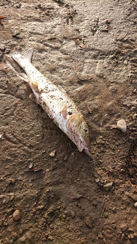 ニゴイの釣果