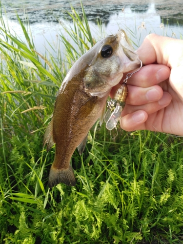 ラージマウスバスの釣果