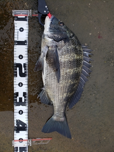 クロダイの釣果