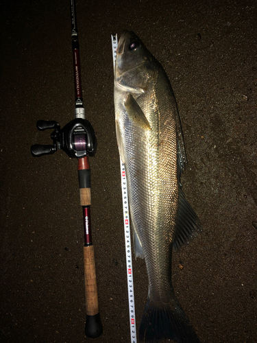 スズキの釣果