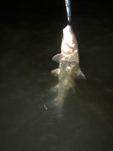 ニゴイの釣果