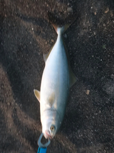 ワカシの釣果