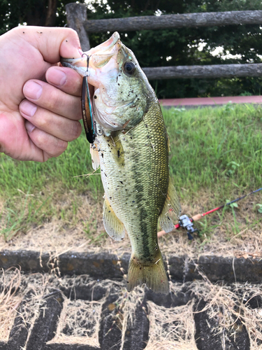 ラージマウスバスの釣果