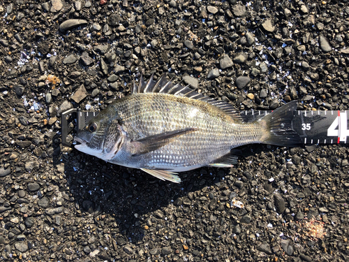 クロダイの釣果