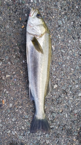 スズキの釣果