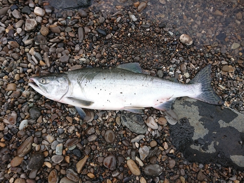 カラフトマスの釣果