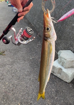 カマスの釣果