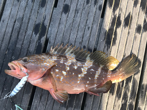 アコウの釣果