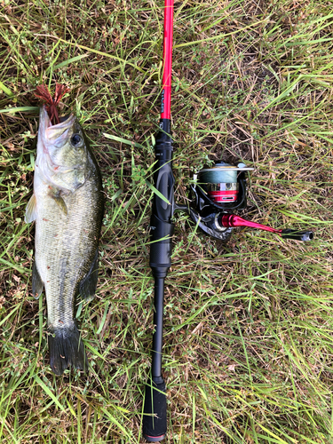 ラージマウスバスの釣果