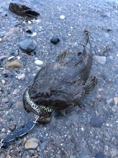 カジカの釣果