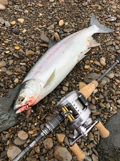 カラフトマスの釣果