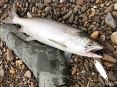 カラフトマスの釣果