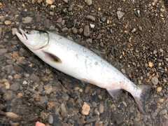 カラフトマスの釣果