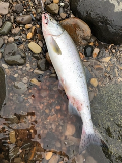 カラフトマスの釣果