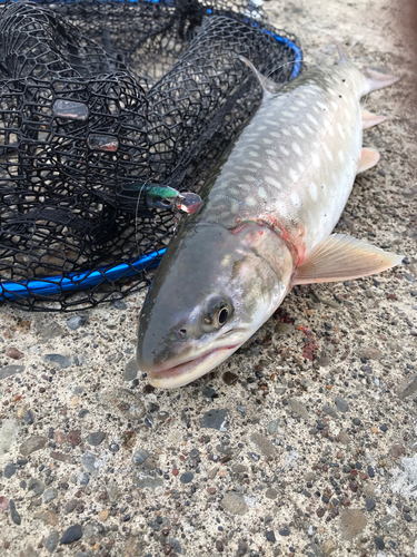 アメマスの釣果