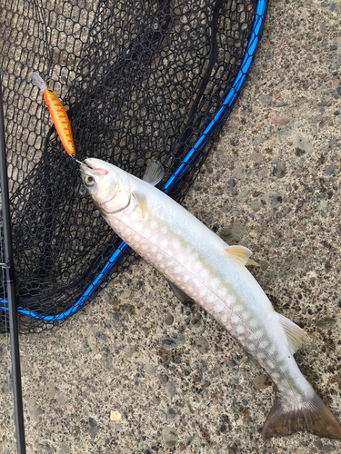 アメマスの釣果