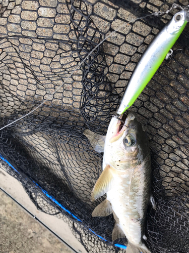 アメマスの釣果