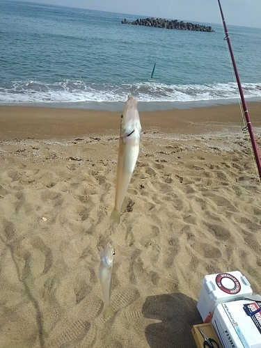 シロギスの釣果