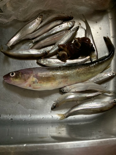 チカの釣果