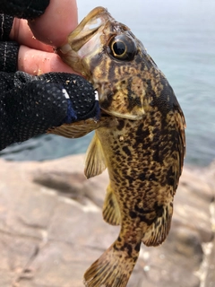 クロソイの釣果