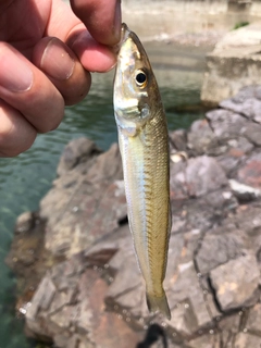 キスの釣果