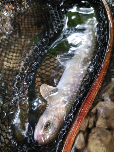 イワナの釣果