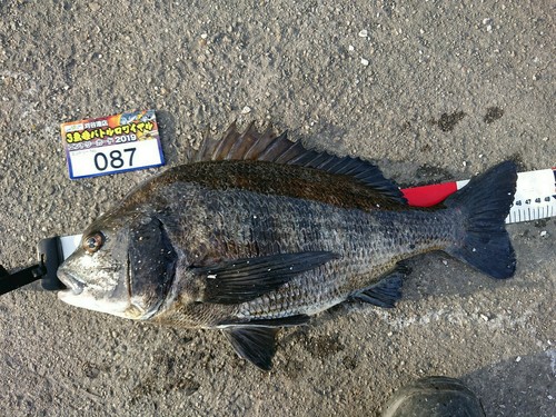 クロダイの釣果