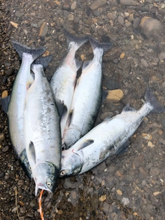 カラフトマスの釣果