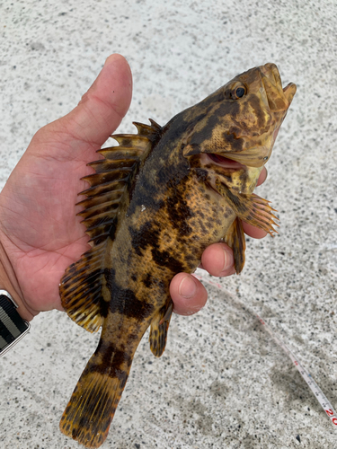 タケノコメバルの釣果