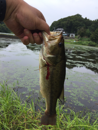 ラージマウスバスの釣果