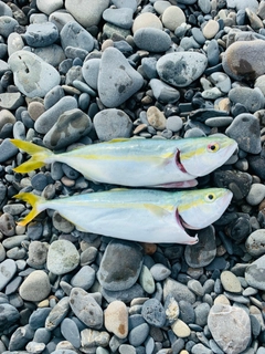 ワカシの釣果