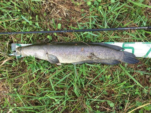 ライギョの釣果