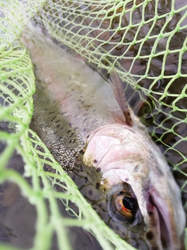 ニジマスの釣果