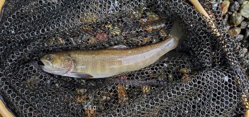 ヤマトイワナの釣果