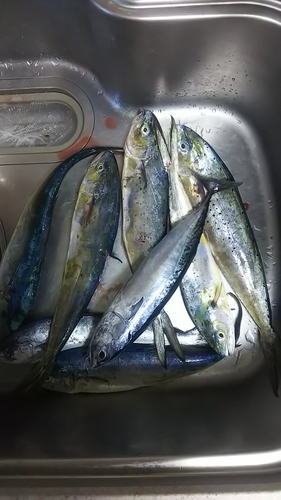 マルソウダの釣果