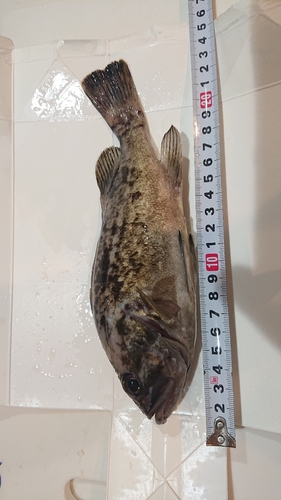 クロソイの釣果