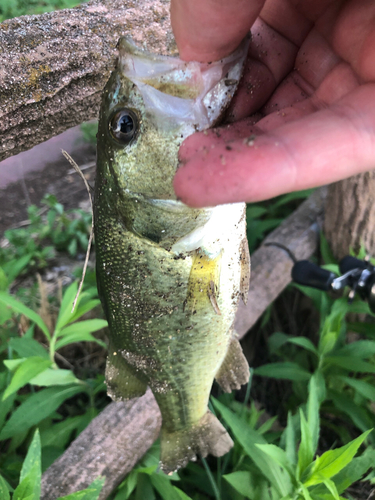 ブラックバスの釣果