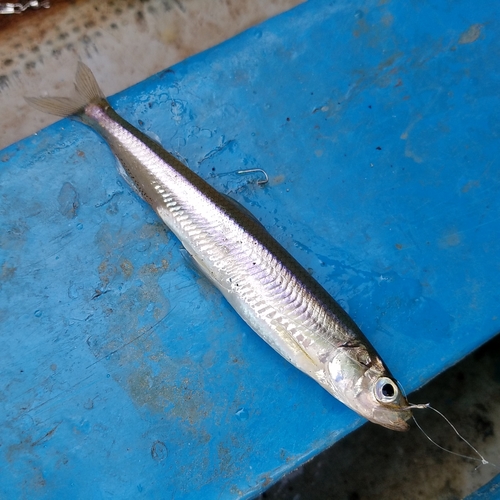 ワカサギの釣果