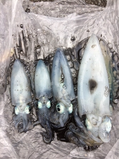 アオリイカの釣果