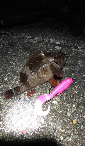 アカブチムラソイの釣果