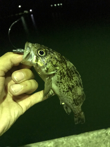 クロソイの釣果