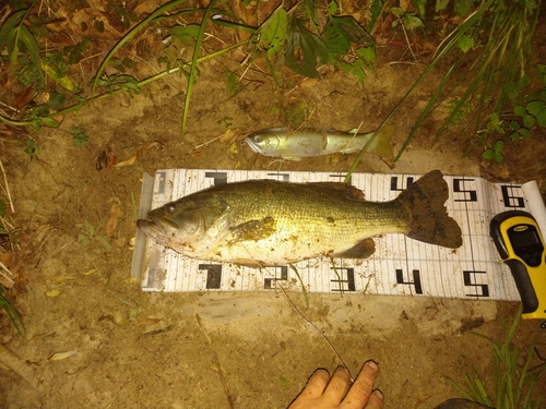 ブラックバスの釣果