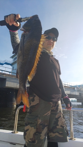 チヌの釣果